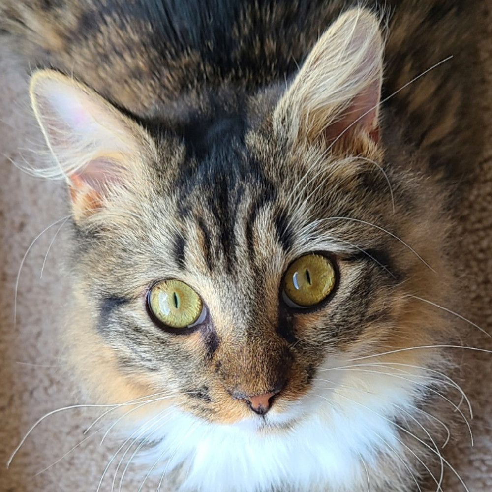 Meet your Posher, Posh